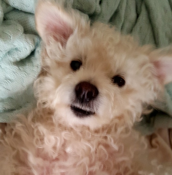 Meet your Posher, Michelle - Picture 3 of 8